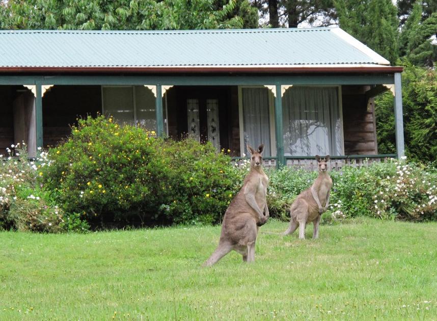 Cedar Lodge Cabins Mount Victoria Luaran gambar